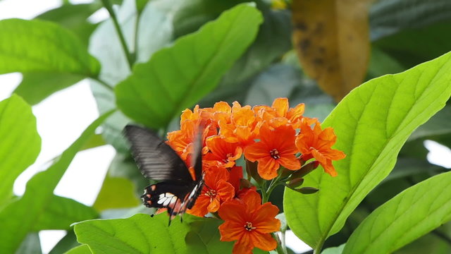 Tropical butterfly sucking nectar and pollinating on cordia flowers