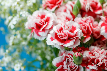 カーネーション