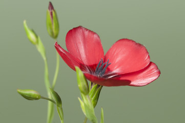 Flax (Linum grandiflorum) flowers