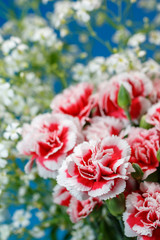 カーネーション