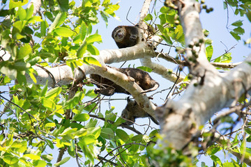 endemic to Sulawesi bear cuscus, Ailurops ursinus,Tangkoko National Park, Sulawesi, Indonesia