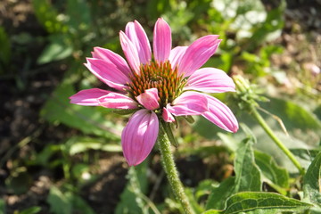 Echinacea_blüte nahaufnahme