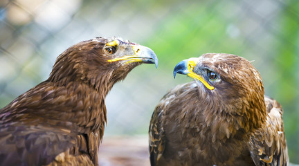 A pair of eagles facing each other