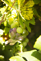 bunches of white wine grapes hang from a vine in a vine yard in France or Italy
