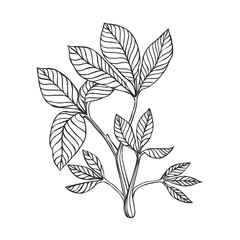 trifoli plant - linear vector drawing on a white background