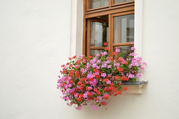 Blumenfenster