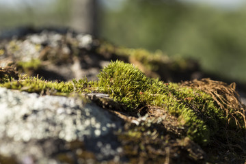 A closer look at some moss on a stone