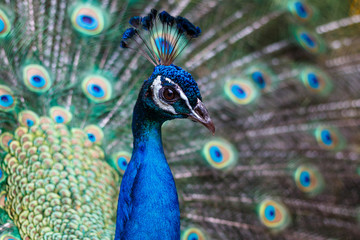 孔雀のポートレート