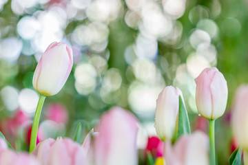 pink and white tulips flower