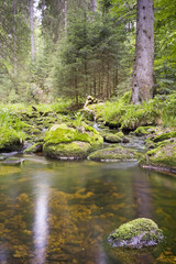Bergbach im Nordschwarzwald