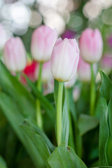 white and pink tulip flowers