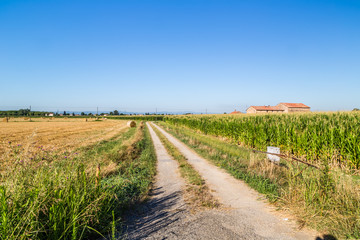 Obraz premium wheat bales near corn fields