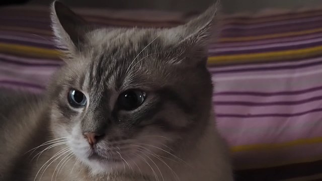 a gray cat with blue eyes
