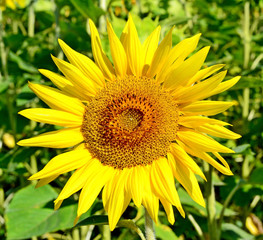 Fototapeta premium Beautiful sunflower field in summer