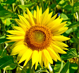 Beautiful sunflower field in summer