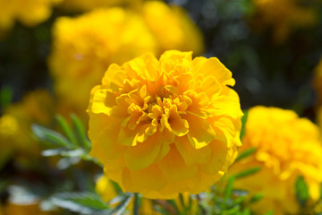 beautiful yellow dahlia