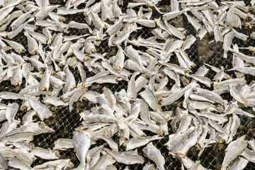 Natural Drying of salted fish - Salted fish under the sun