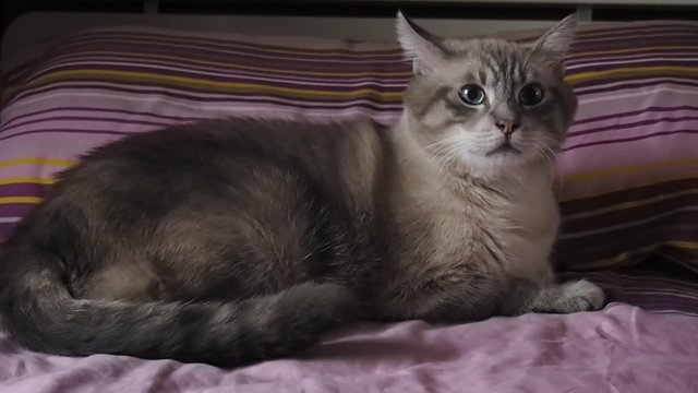 a gray cat with blue eyes