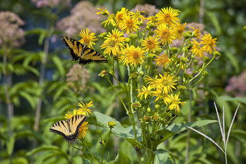 Swallowtail Butterfly Feeding on Yellow Daisies