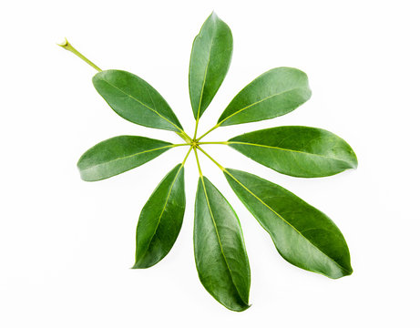 Single isolated leaf on a white background