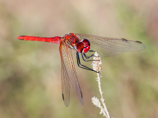 Red dragonfly