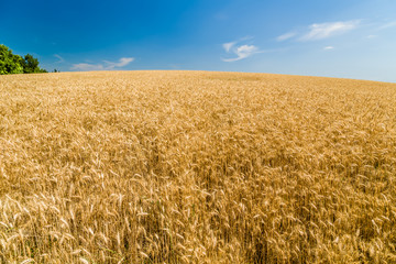 Wheat fields during spring