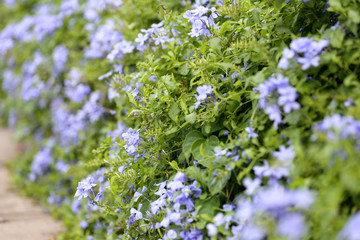 Purple flowers that blooming.