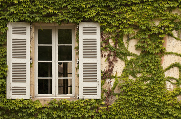 Fototapeta na wymiar French Window with Ivy. Ivy is invading the space of this french window.