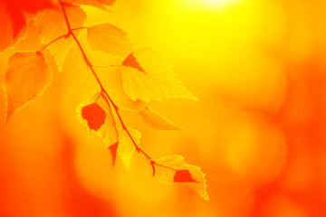 Fototapeta premium White birch leaves in indian summer