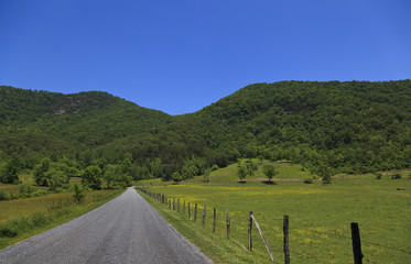 Cow Pasture in the Mountains at Summer
