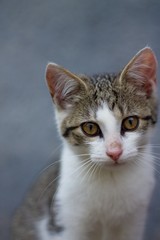 Portrait of small kitten
