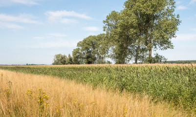 Fototapeta premium Colorful rural landscape in the summer season