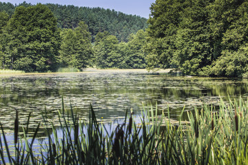 River Black  Hancza in Turtul. Poland