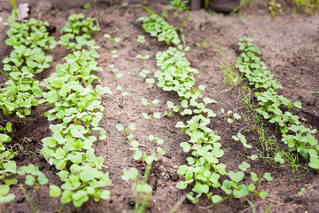 Green sprout growing from seed
