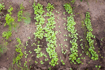Green sprout growing from seed