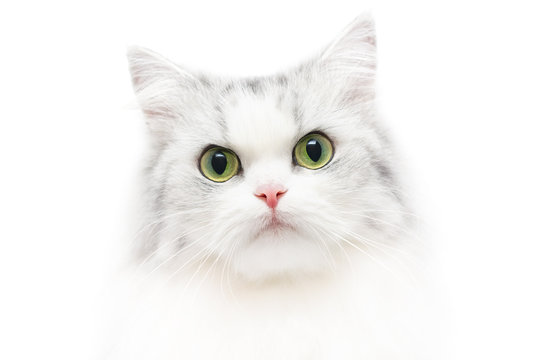 Unusual cat portrait, white background, shallow DOF