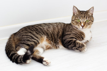 Portrait of green-eyed cat isolated on white background