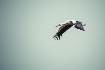 Stork flying on blue sky background. Beautiful stork bird photog