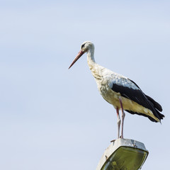 Stork flying on blue sky background. Beautiful stork bird photog