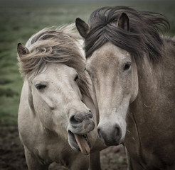 Obraz premium Island, Islandpferde in den Westfjorden