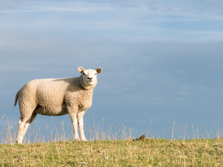 Portrait of sheep in grass