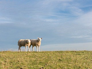 Portrait of two sheep standing side by side in a row in the grass of a polder dyke, Netherlands