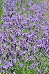 Naklejka premium Lawenda w pełnym rozkwicie