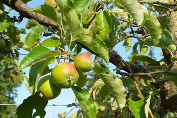 apfelbaumfrüchte