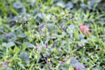 flowers bloom in the morning 