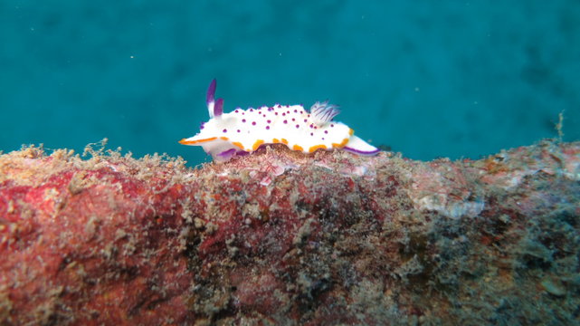 Nudibranch in Mauritius 