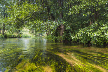Fototapeta na wymiar Kayaking on the Rospuda river, Poland