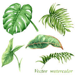 Set of watercolor tropical plants  leaves isolated on white.