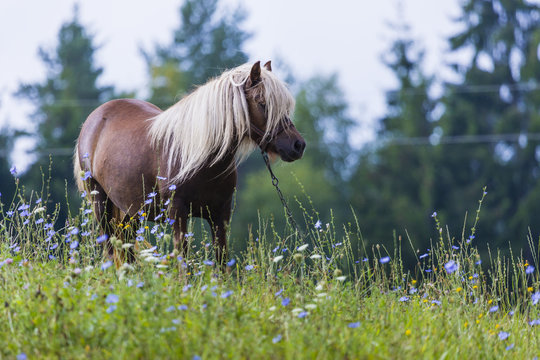 Horse, Suwalszczyzna, Poland