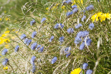 Jasione montana